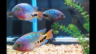 Redhead cichlid Tankmates [upl. by Utta]