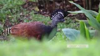 Great Curassow  Weird and Exotic Bird  HD Video [upl. by Alithia]