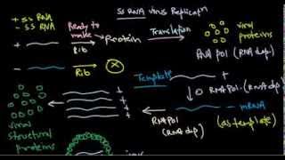 8 Replication of positive stranded RNA virus [upl. by Elinor139]