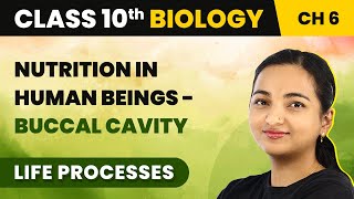 Class 10 Biology Chapter 6  Nutrition in Human Beings Buccal Cavity  Life Processes [upl. by Anilram]