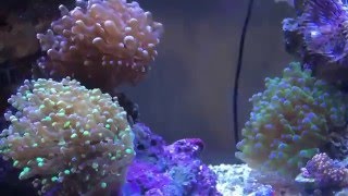 Frogspawn Coral Flow [upl. by Yecam395]