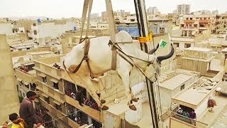 Sacrificial cattle get crane lifted from rooftop in Pakistan [upl. by Suirtimed]