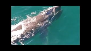 How Whales and Dolphins control Buoyancy  WHALEZONETV S2E2 [upl. by Viveca825]