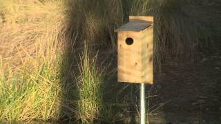 Par 5 Five steps to creating a habitat for the wood duck [upl. by Leahcimsemaj]