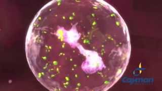 Neutrophil Extracellular Trap [upl. by Kyne]