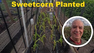 Sweetcorn Cage Completed Allotment Gardening Diary [upl. by Otter]