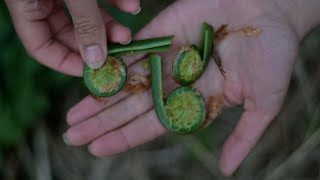 OSTRICH FERN fiddlehead Identification taste and preparation Matteuccia struthiopteris [upl. by Klingel]