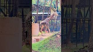 Hyderabad zoo park Giraffe animals hyderabad shorts viralvideo [upl. by Kelwunn]