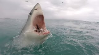 Great White Shark Bites Surfer in Half  Ben Linden [upl. by Teirtza471]