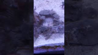 Nassarius snail eating aquarium reef snail [upl. by Nilam]