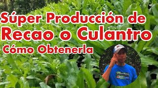 Multiplica tu Producción de Culantro [upl. by Odrick]