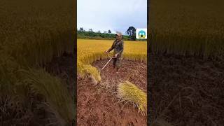 dhaan kheti 🌾farming satisfying gardening youtubeshorts 🌾😱 [upl. by Axe282]