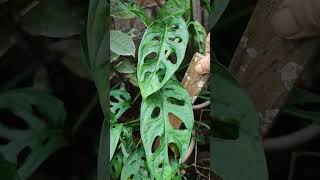 Top 12 colorful leaves plants ☘️gardenning gardenplants shortvideo [upl. by Leifer]