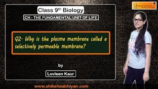 Cell membrane permeability  Animated membrane physiology [upl. by Lenwood938]