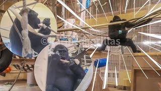 Why do they lick a rope 52 yo gorilla Nene is busy moving around the exhibit⎜HIGASHIYAMA ZOO⎜東山動植物園 [upl. by Yelserp864]