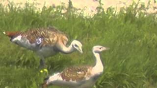 Great Bustards Salisbury Plain [upl. by Donni]