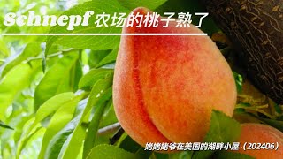 Schnepf farms的桃子熟了 [upl. by Winsor652]