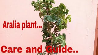 Aralia plant  How to care aralia plant care aralia plant [upl. by Lilhak549]