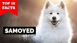 Samoyed  Top 10 Facts [upl. by Airtap]