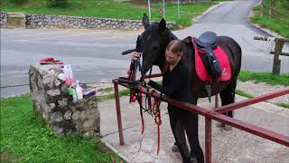 Black Lipizzan Horse Stornella for sale [upl. by Tram]