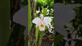 Cattleya trianaei var Albescens flower orchid [upl. by Lamson]