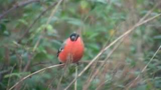 Trumpetting Bullfinch Bouvreuil trompetteur [upl. by Irbua]