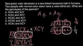 Genetics of color blindness [upl. by Neenwahs]