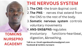 THE NERVOUS SYSTEM ANATOMY [upl. by Atal397]