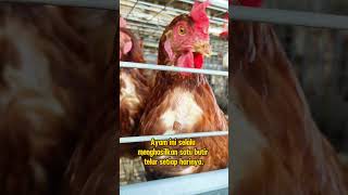 Genetik unggulan kualitas premium belajar ternakayam telur egg farm [upl. by Initirb]