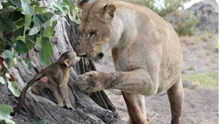 The lioness took custody of the baboon cub and protected him from other predators [upl. by Rowney]