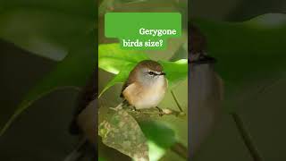 Can you guess the Brown Gerygone birds size [upl. by Nagar461]