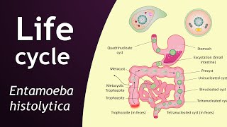 Life cycle of Entamoeba histolytica  parasitology  Basic Science Series [upl. by Inoue]