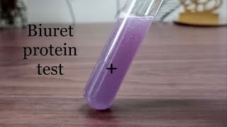 How to test presence of protein  Biuret protein test BSc practical  Science practical [upl. by Pellet597]