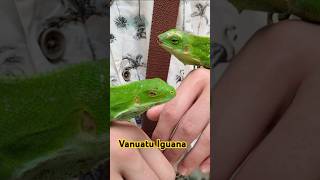 Vanuatu Iguana [upl. by Ambrosi]