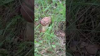 Beautiful nature hiking for mushrooms in Transcarpathia Hutsulshchyna [upl. by Abercromby]