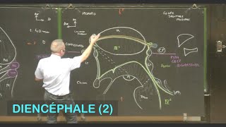 Anatomie du diencéphale 2 Neuroanatomie 7 [upl. by Jarlen]