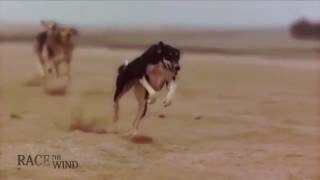 RACE THE WIND Persian amp Arabian Sighthound • Saluki Sloughi Desert Hunting Dog Galgo Greyhound [upl. by Yblok838]