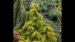 Conifers in the GardenGarden Style nw [upl. by Im]