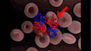 Hemoglobin Test Hgb [upl. by Christabel]