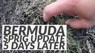 Bermuda Sprigging Update  5 Days  Fertilizing [upl. by Hubble]