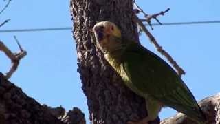 PAPAGAIOGALEGO canto ALIPIOPSITTA XANTHOPS YELLOWFACED PARROT PAPAGAIOCURRALEIRO CURAU [upl. by Annasor814]