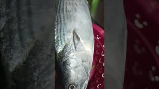 aku tanya warna asli ikan tongkol 🤔 satusatuakusayangibu ikan fypシ゚viral foryoupage [upl. by Chelsea794]