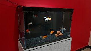 Oranda Goldfish Aquarium setup  OrandaRanchu and RedCap Goldfish tank setup  25 feet tank [upl. by Mortie]