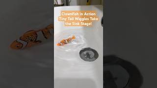 Clownfish in Action Tiny Tail Wiggles Take the Sink Stage [upl. by Humpage]