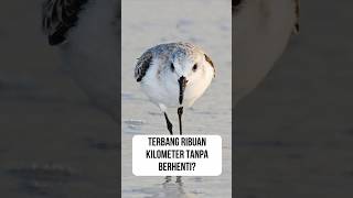 Burung Kecil yang Luar Biasa Si Kedidi Penjelajah Dunia 🌏 sandpiper shortsyoutube [upl. by Odnumde]