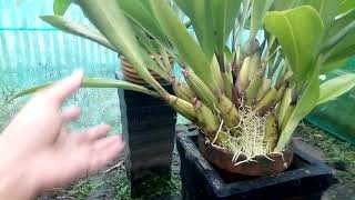 Grammatophyllum stapeliiflorum jumbo for sale rawatan lama [upl. by Otreblide]