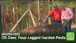 Growing a Greener World Episode 1003 Oh Deer Dealing with FourLegged Garden Pests [upl. by Elwood]