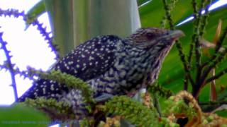 Asian Koel  A Female [upl. by Dalis160]