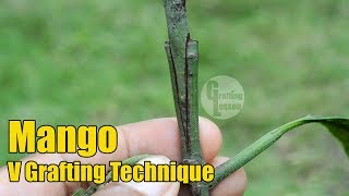 Mango V Grafting Technique With Result 100 Success [upl. by Helfant]