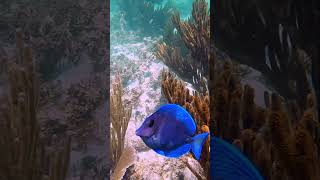 Snorkeling Akumal Mexico at Half Moon Bay [upl. by Norrehs740]